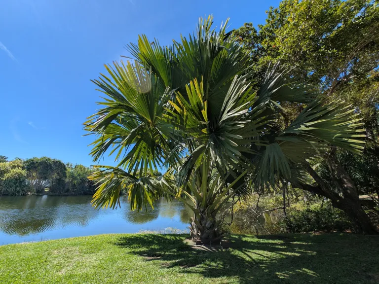 talipot palm (Corypha umbraculifera) – in a garden setting, plant photo
