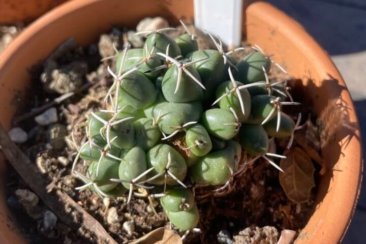 Coryphantha elephantidens