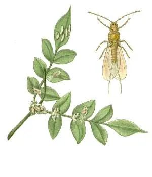 Cotonello longiraggiato
