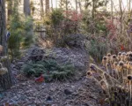 Crea un giardino amico degli uccelli: 5 fonti naturali di cibo da lasciare durante l’inverno