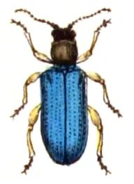 Criocera del frumento