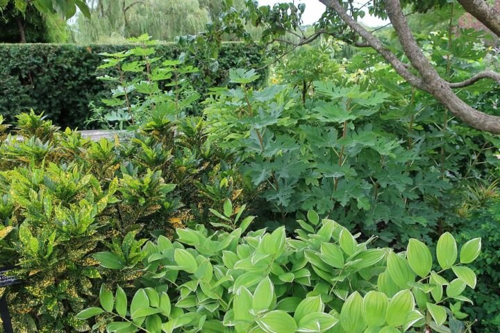 Codiaeum variegatum 'Gold Dust'