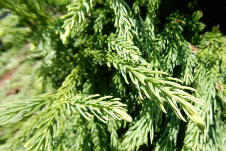Cryptomeria japonica 'Globosa Nana'