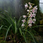 Cymbidium insigne – foto della pianta