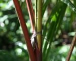 Palma czerwona woskowa (Cyrtostachys renda) — uprawa i pielęgnacja