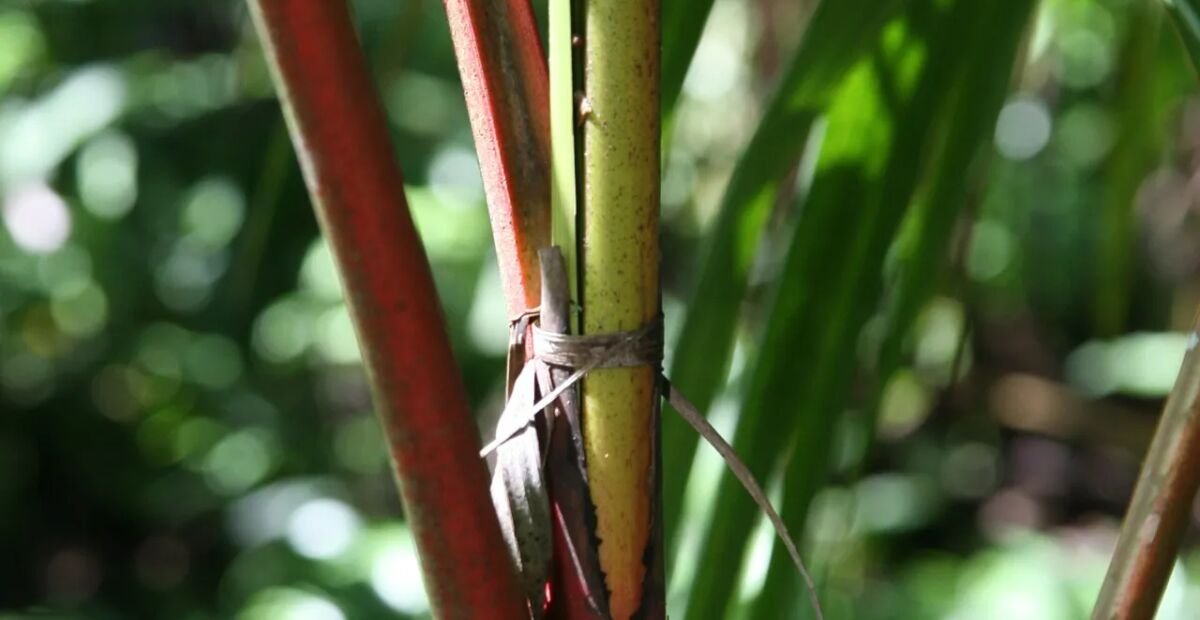 Cyrtostachys renda – plant photo