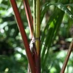 Cyrtostachys renda – foto della pianta