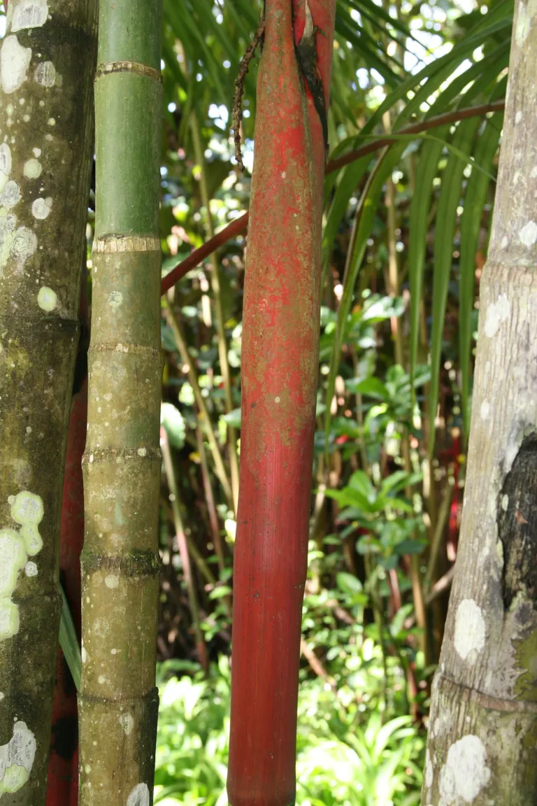 red sealing wax palm (Cyrtostachys renda) – in a garden setting, plant photo