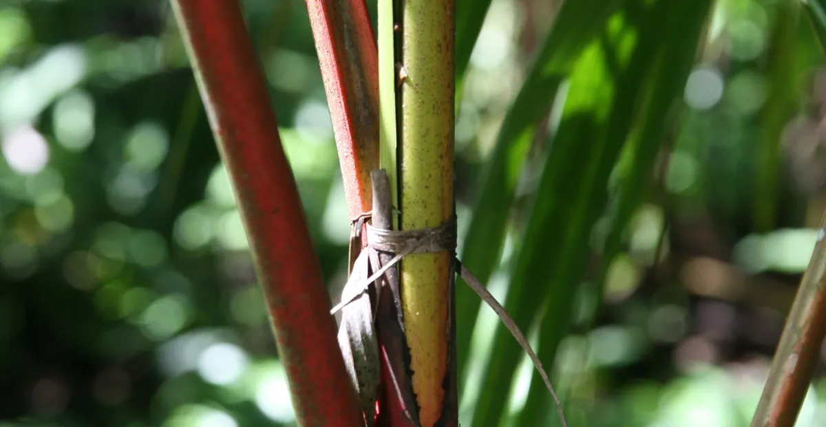 red sealing wax palm (Cyrtostachys renda) – plant photo