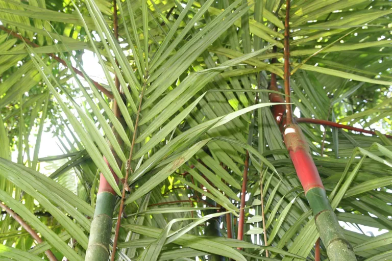 red sealing wax palm (Cyrtostachys renda) – in a garden setting, plant photo