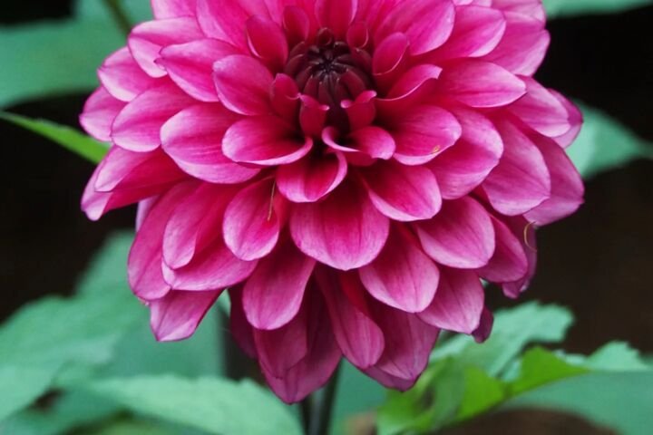 Dahlia 'Arabian Night'
