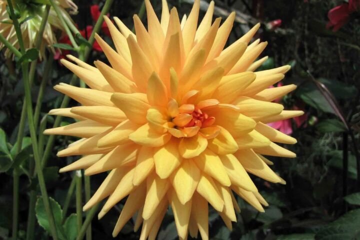 Dahlia 'Cactus'