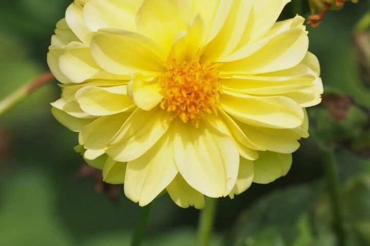 Dahlia 'Franz Kafka'