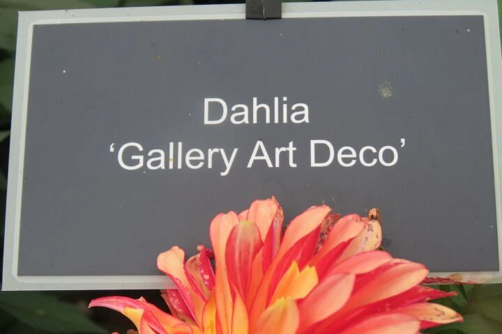 Dahlia 'Gallery Art Deco'