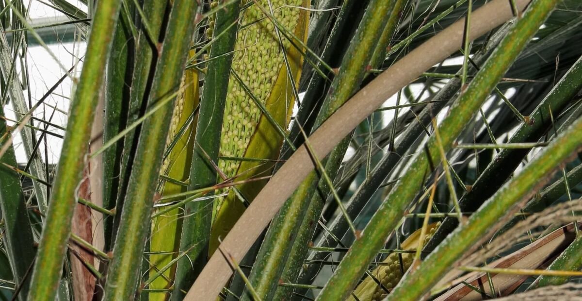 daktylowiec karłowaty (Phoenix roebelenii) – plant photo