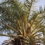 Daktylowiec leśny (Phoenix sylvestris) – zdjęcie rośliny