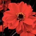 Dalia ‘Bishop of Llandaff’ (Dahlia 'Bishop of Llandaff') – foto della pianta