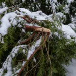 Danni da carico di neve