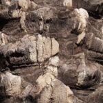 Datľovník pravý (Phoenix dactylifera) – fotografia rastliny