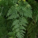Davallia fejeensis – foto della pianta