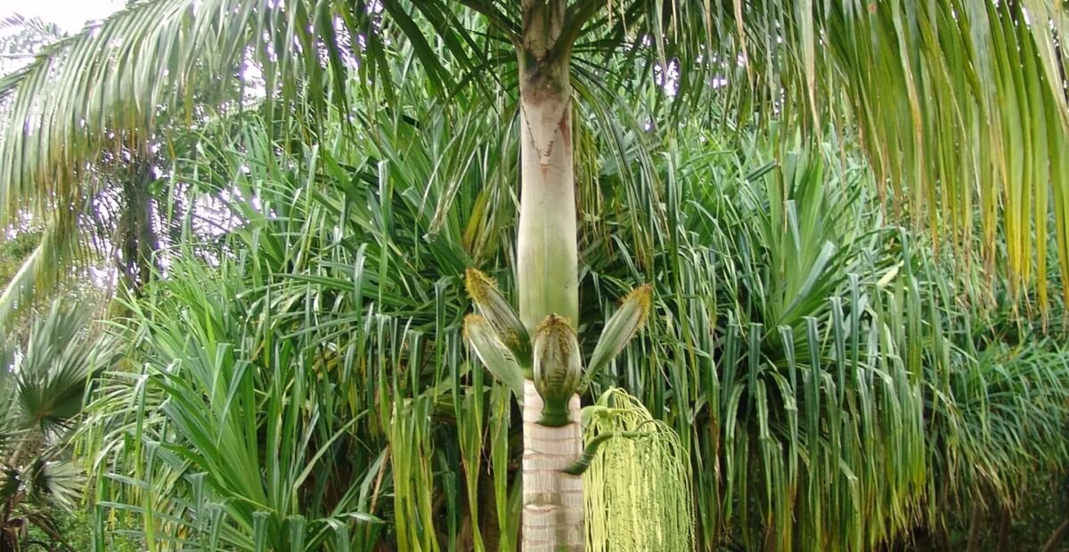 Deckenia nobilis – plant photo