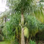 millionaire's salad (Deckenia nobilis) – plant photo