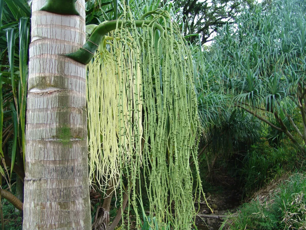 millionaire's salad (Deckenia nobilis) – in a garden setting, plant photo