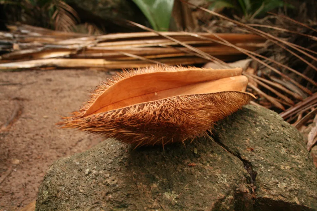 millionaire's salad (Deckenia nobilis) – characteristic appearance, plant photo