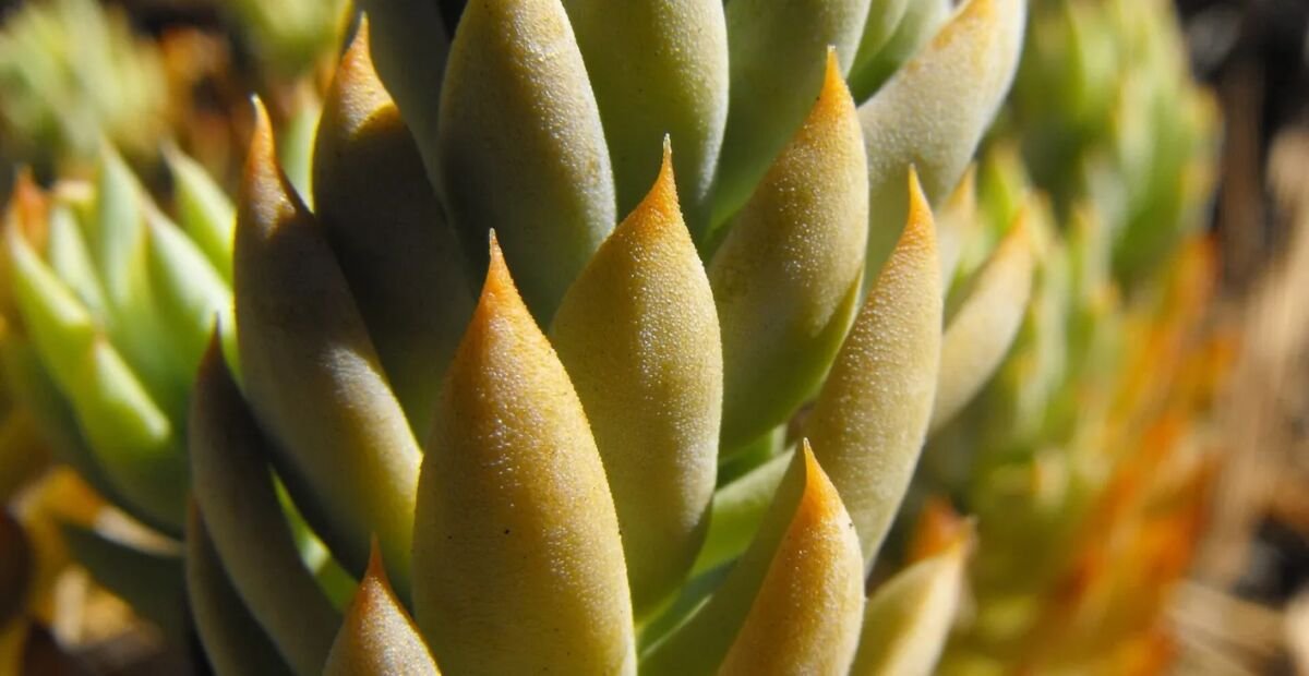 Delosperma ashtonii – plant photo