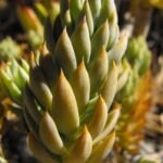 Delosperma ashtonii – foto della pianta