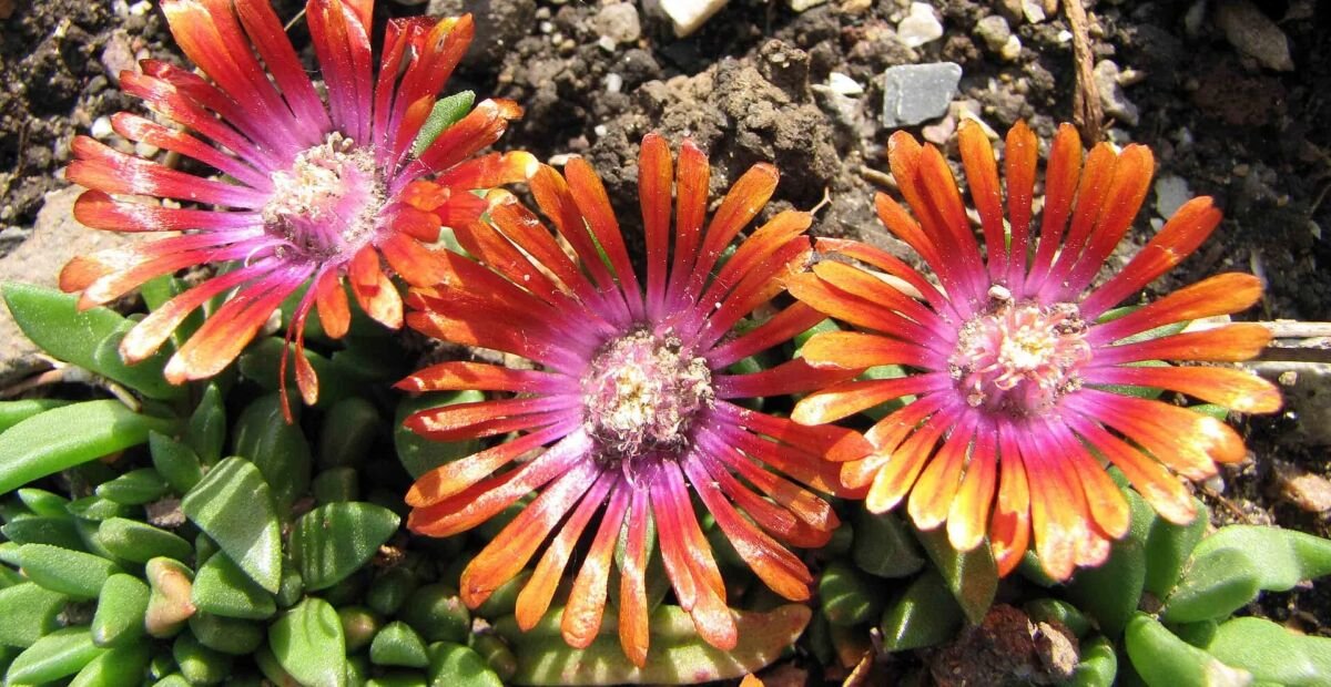 Delosperma 'Fire Spinner' – plant photo