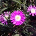 Delosperma floribundum – foto della pianta
