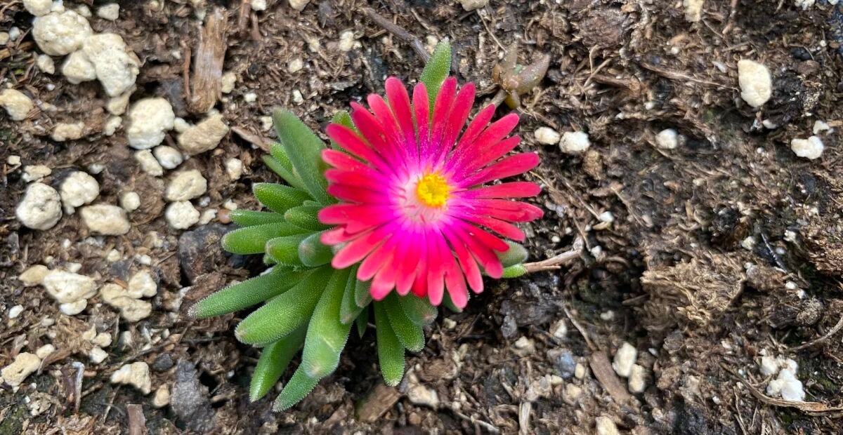Delosperma 'Jewel of Desert Garnet' – plant photo