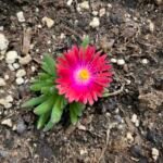 Delosperma 'Jewel of Desert Garnet' – foto della pianta