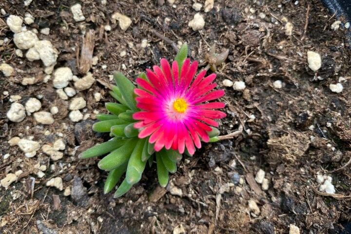 Delosperma 'Jewel of Desert Garnet'