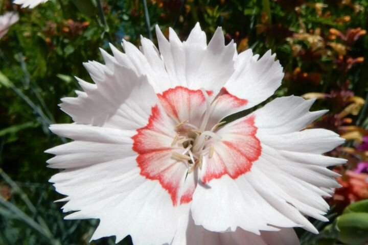 Dianthus allwoodii