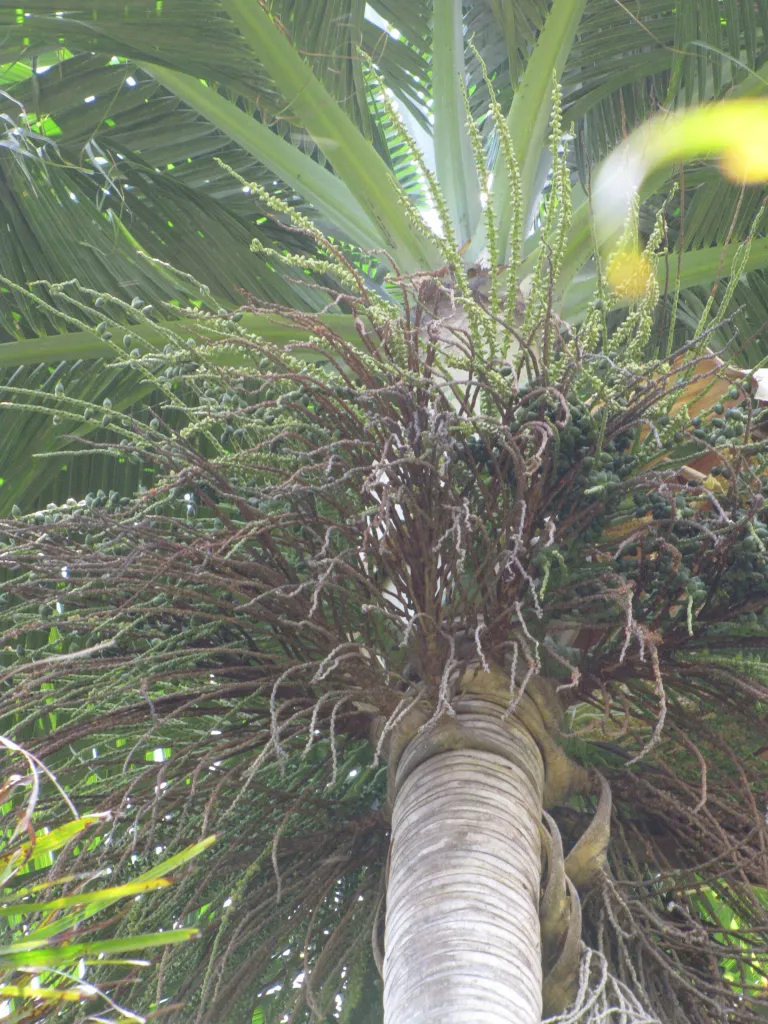 Dictyosperma (Dictyosperma album) – Blüten in Nahaufnahme, Pflanzenfoto