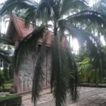 Dictyosperma (Dictyosperma album) – Pflanzenfoto