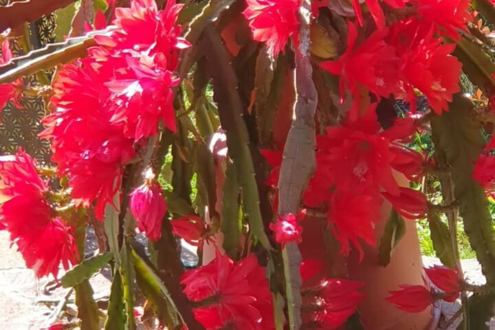 Disocactus ackermannii