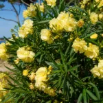 Double Yellow (Nerium oleander ‘Double Yellow’) (Nerium oleander 'Double Yellow')