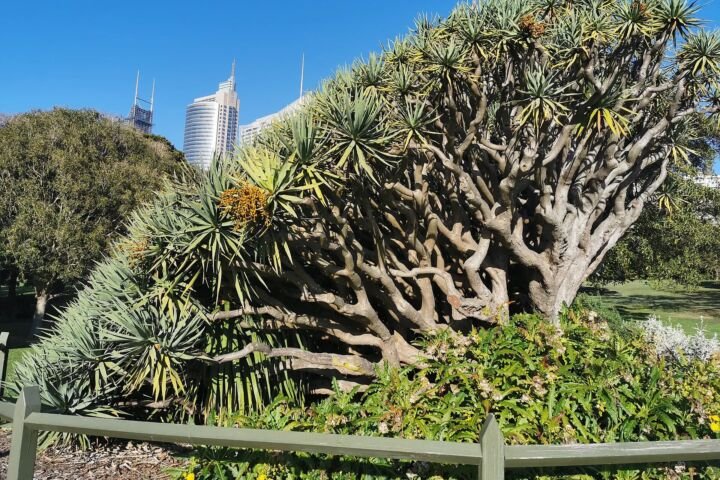 Dracaena draco
