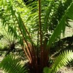 Dryopteris affinis – foto della pianta