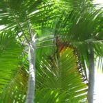 Dypsis cabadae – Pflanzenfoto
