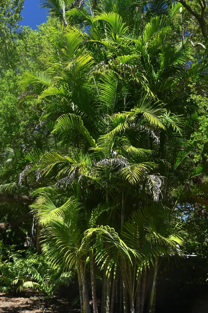 Dypsis cabadae – in a garden setting, plant photo