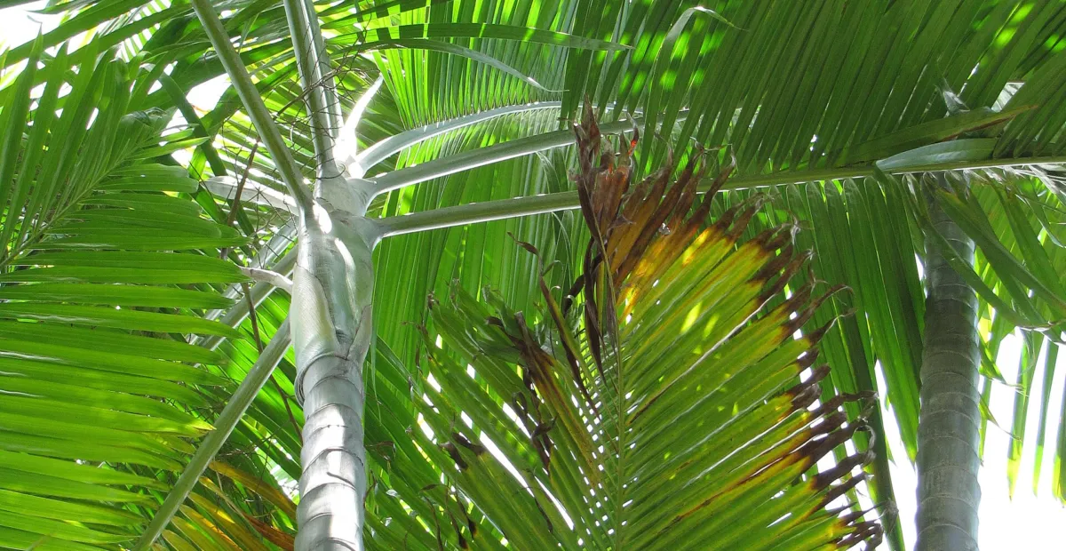Category:Dypsis cabadae (Dypsis cabadae) – plant photo