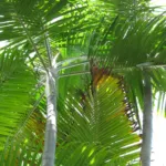 Category:Dypsis cabadae (Dypsis cabadae) – plant photo