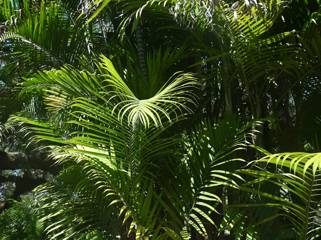 Dypsis cabadae – in a garden setting, plant photo