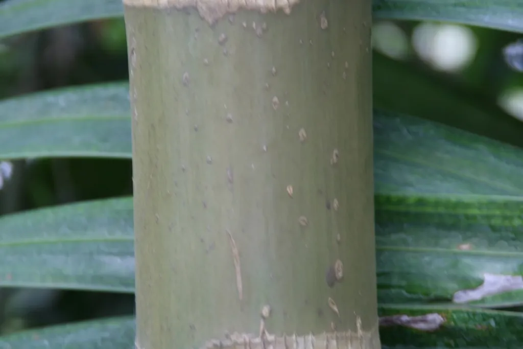 Dypsis cabadae – in a garden setting, plant photo
