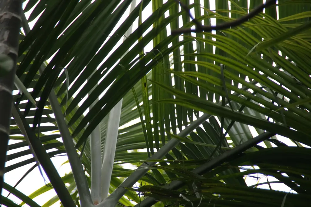 Dypsis cabadae – in a garden setting, plant photo