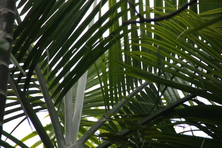 Category:Dypsis cabadae (Dypsis cabadae) – in a garden setting, plant photo